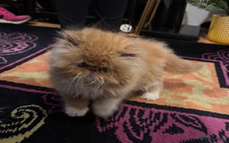 Persian cats for sale: Beautiful red/white pedigree Persian male kitten - Image 18