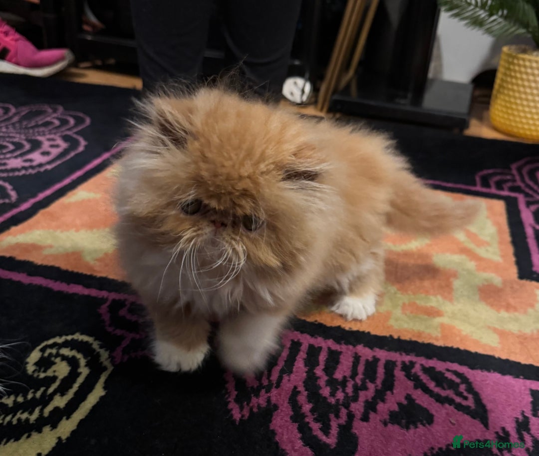 Persian cats for sale: Beautiful red/white pedigree Persian male kitten - Image 18
