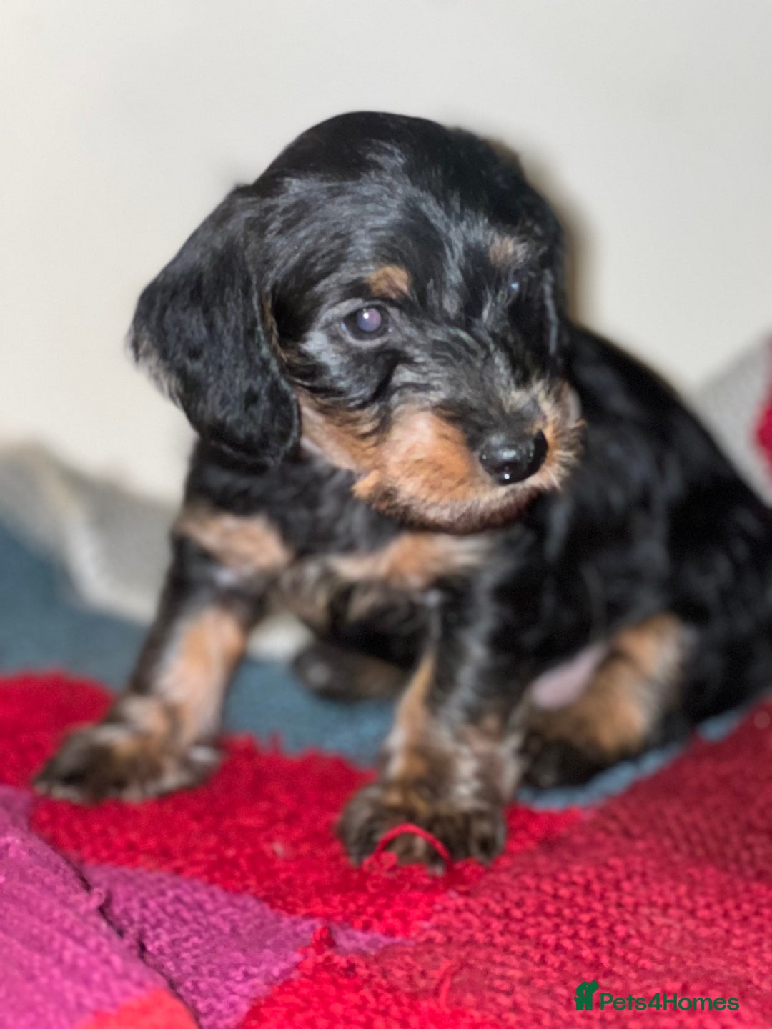 Dachshund dogs for sale: 4 pups for sale  - Advert 5