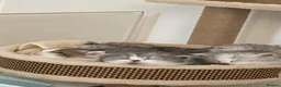 Persian cats for sale: Persian chilchilla & doll face babies  - Advert 16