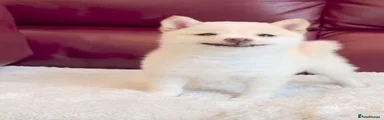 Japanese Shiba Inu 5