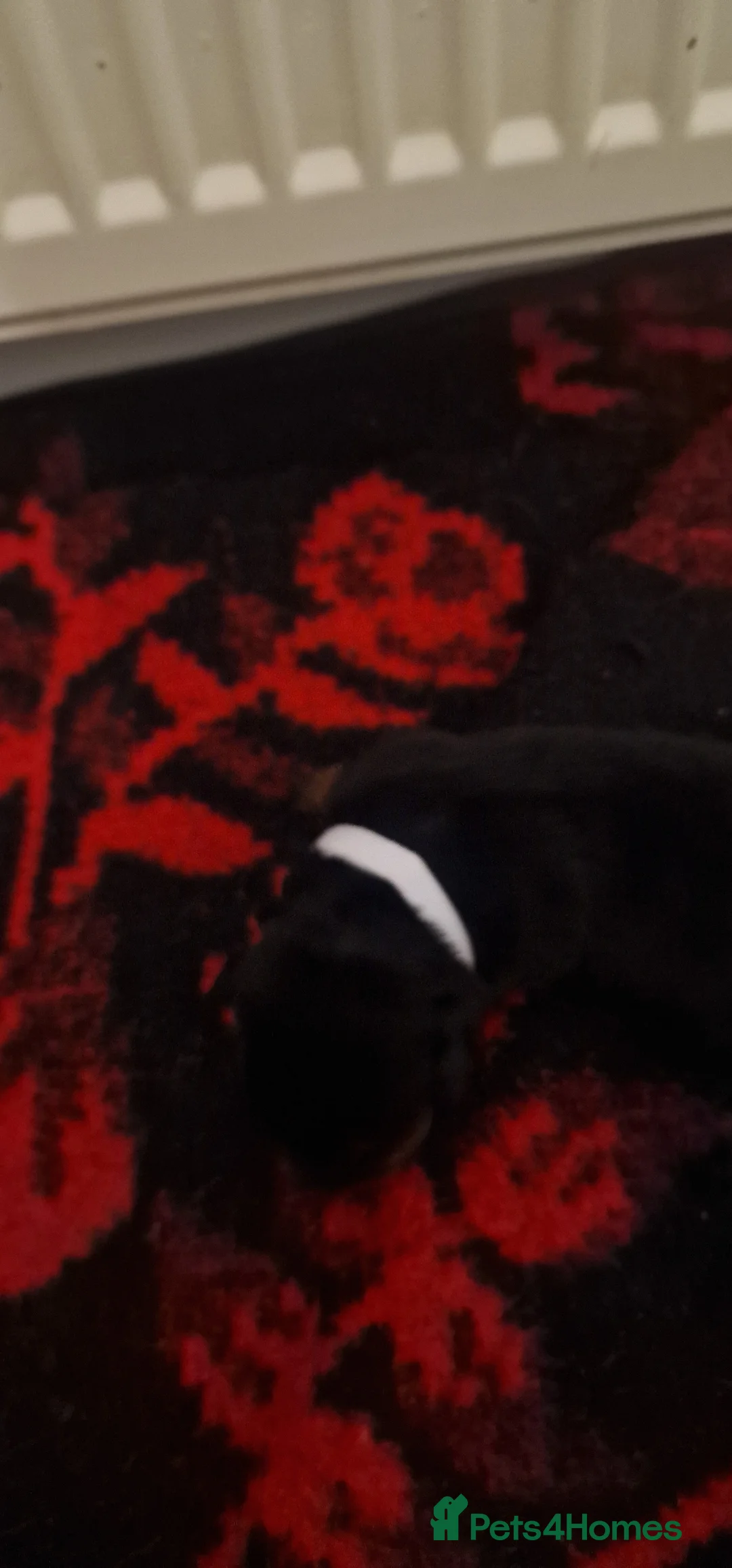 Rottweiler dogs for sale: Purebred Rottweiler puppies  - Advert 30