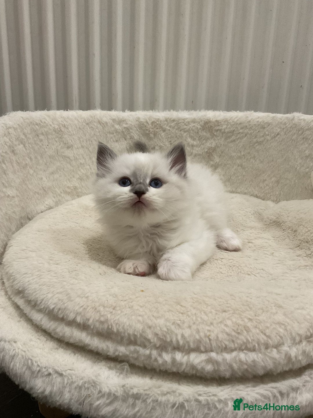 Ragdoll cats for sale: BEAUTIFUL RAGDOLLS 2X GIRLS 3 BOYS  - Advert 9