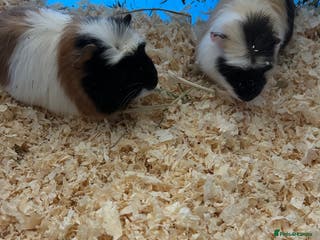 Guinea Pig rodents Beautiful baby guinea pigs - Advert 6