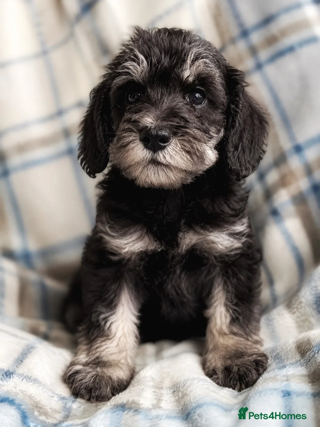 Miniature Schnauzer dogs for sale: Stunning Black & Silver Schnoodle Boy  - Advert 2