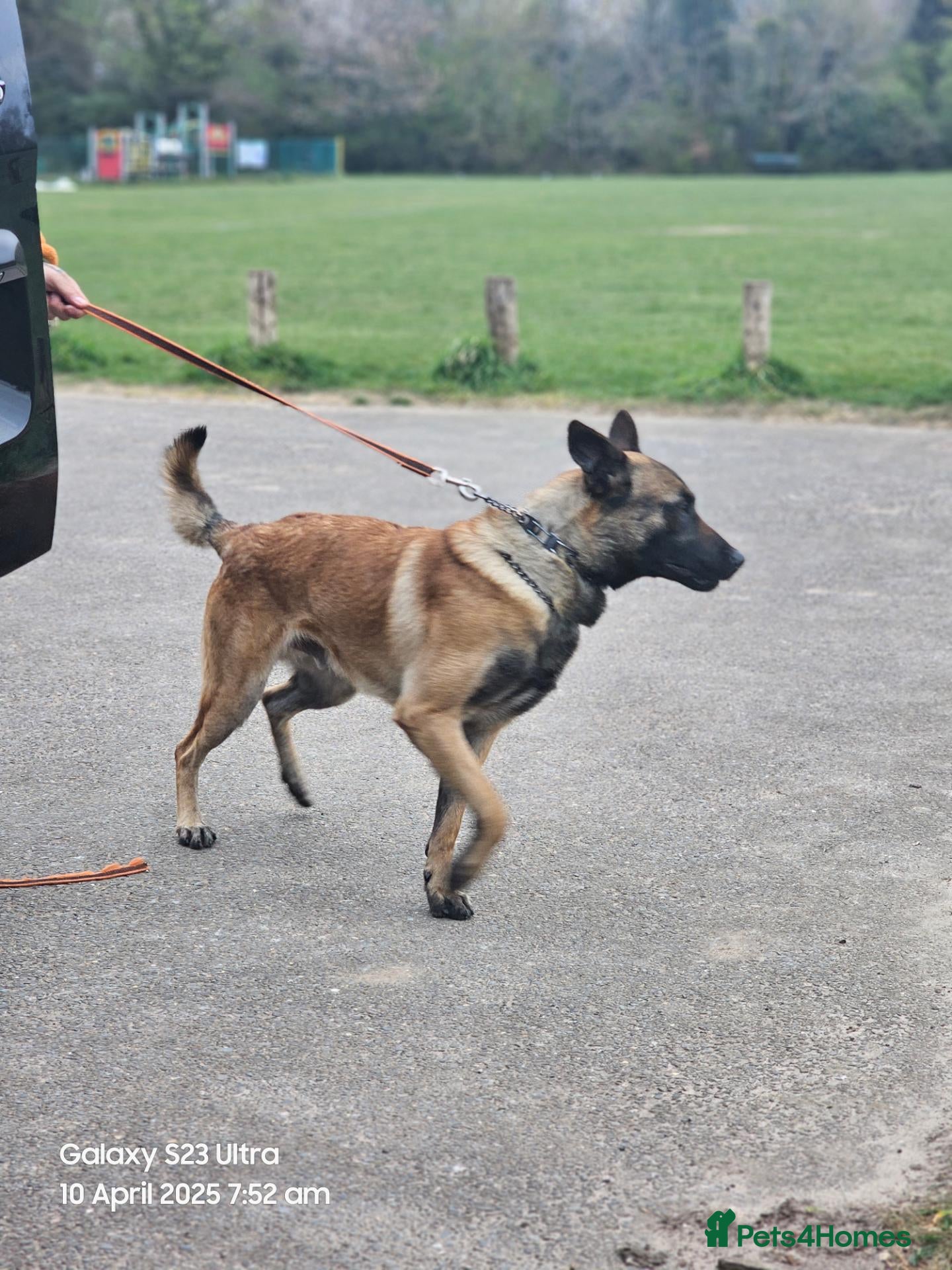 Belgian Shepherd Dog dogs 3 year old malinois  - Advert 1
