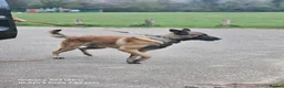 Belgian Shepherd Dog dogs for sale: 3 year old malinois  in Epsom - Advert 1