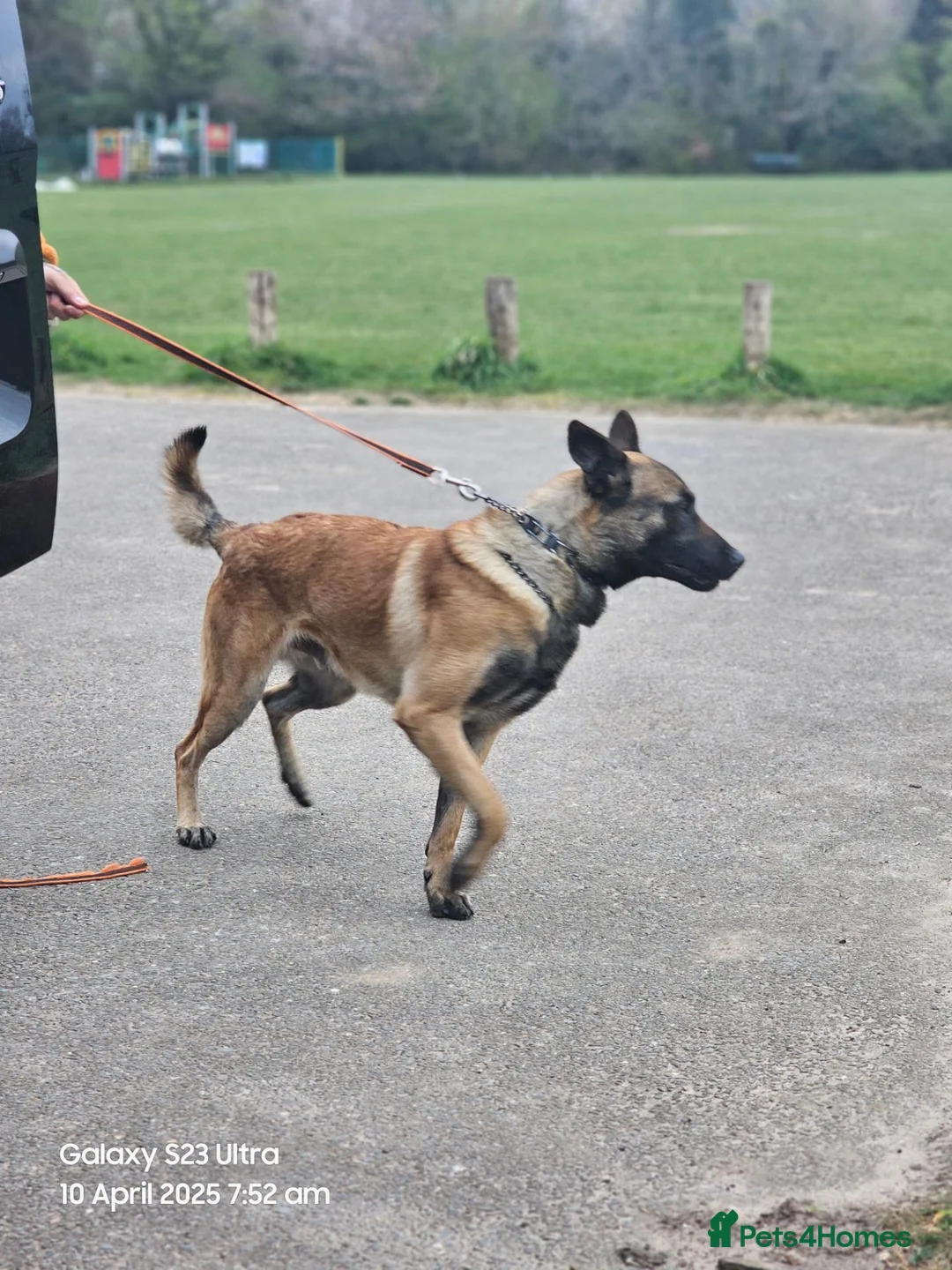 Belgian Shepherd Dog dogs for sale: 3 year old malinois  in Epsom - Advert 1