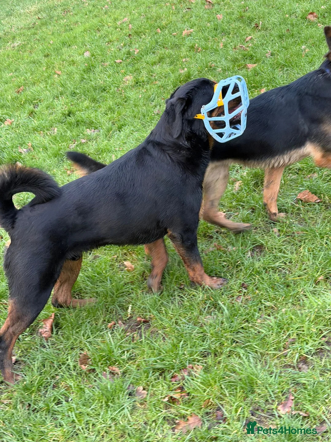 Rottweiler dogs for sale: Dog friendly,funny and beautiful  in Preston - Advert 1