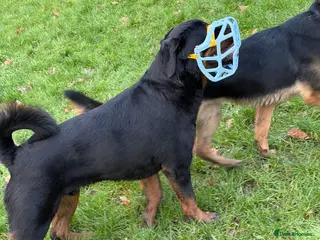 Rottweiler dogs Dog friendly,funny.morder - Advert 13