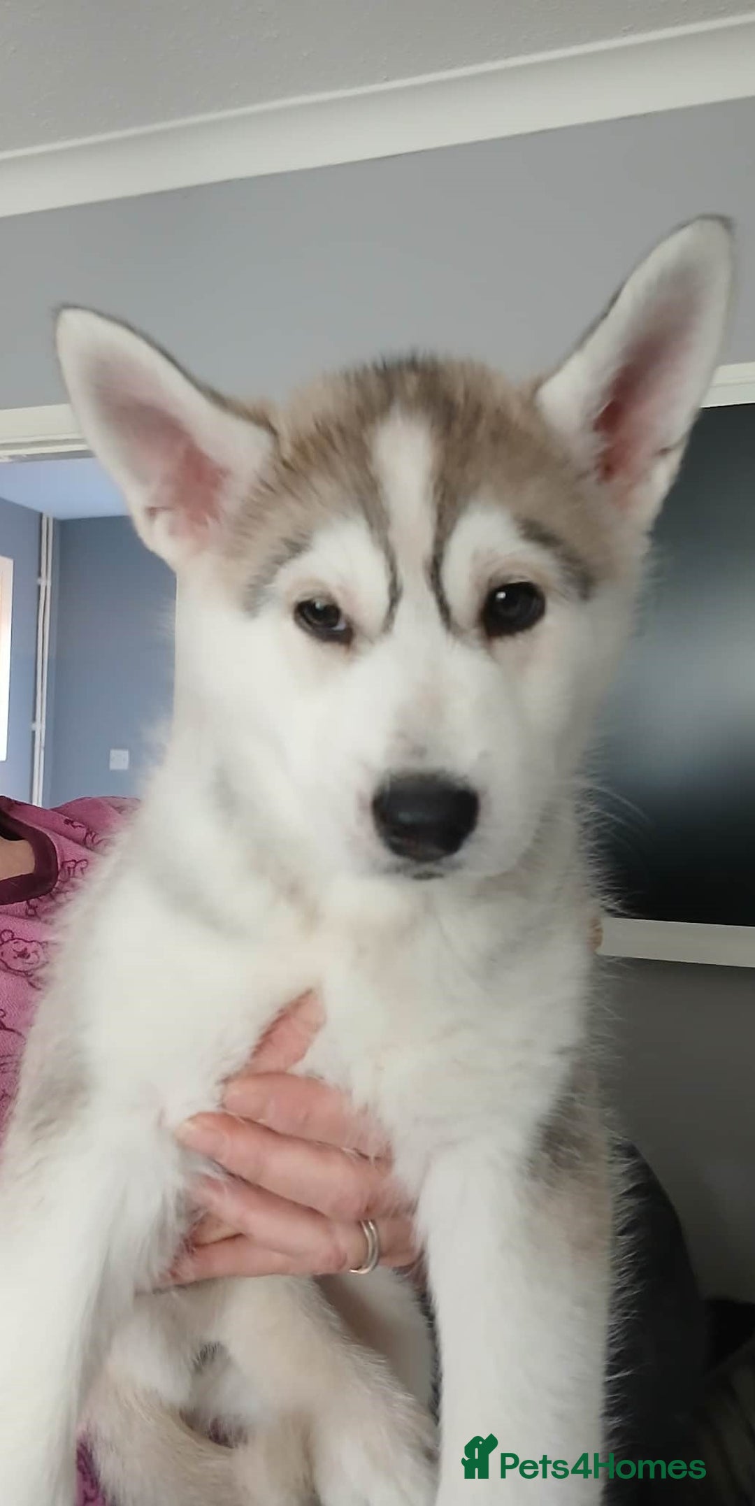 Siberian Husky dogs for sale: 6 loving siberian husky puppies - Advert 1