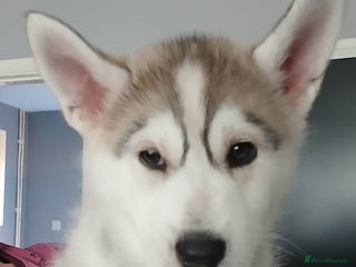 Siberian Husky dogs 6 loving siberian husky puppies - Advert 12