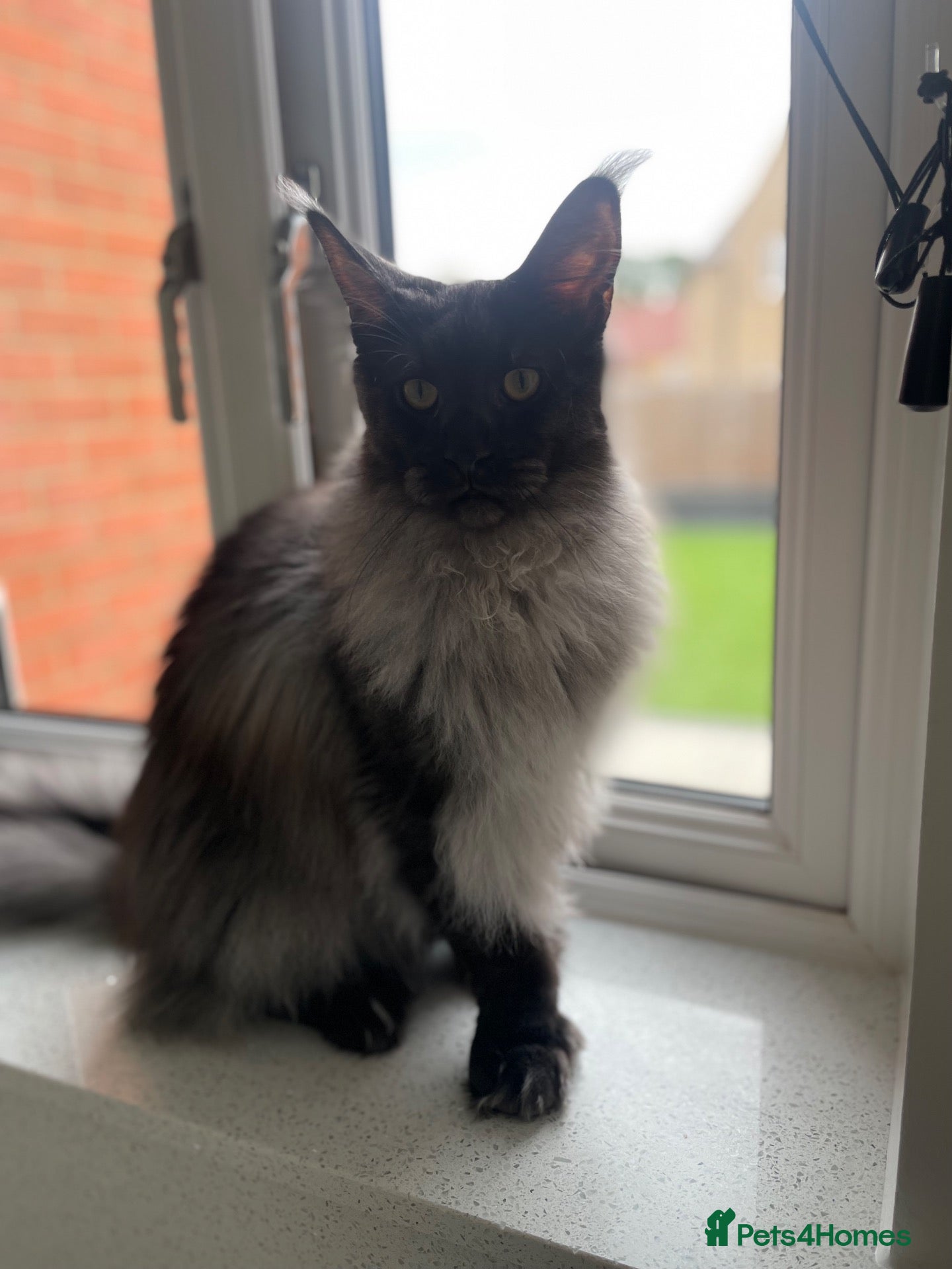 Maine Coon cats Black smoke polydactyl Maine coone male - Advert 11