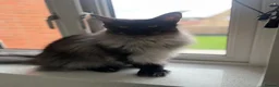 Maine Coon cats for sale: Black smoke polydactyl Maine coone male - Advert 1