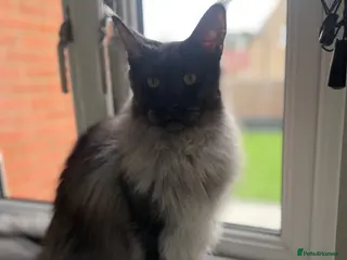 Maine Coon cats Black smoke polydactyl Maine coone male - Advert 2