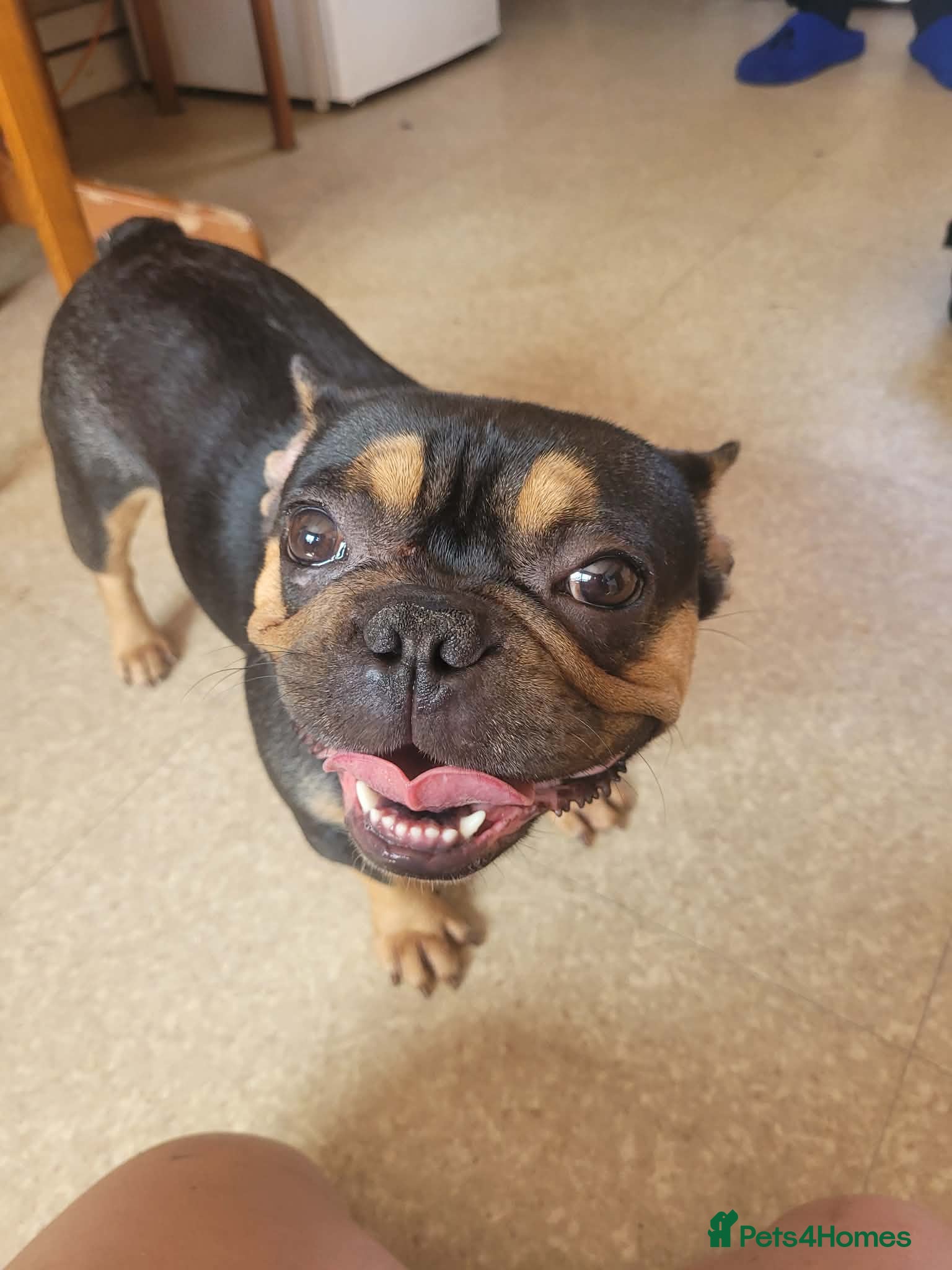 French Bulldog dogs Female French bulldog - Advert 2
