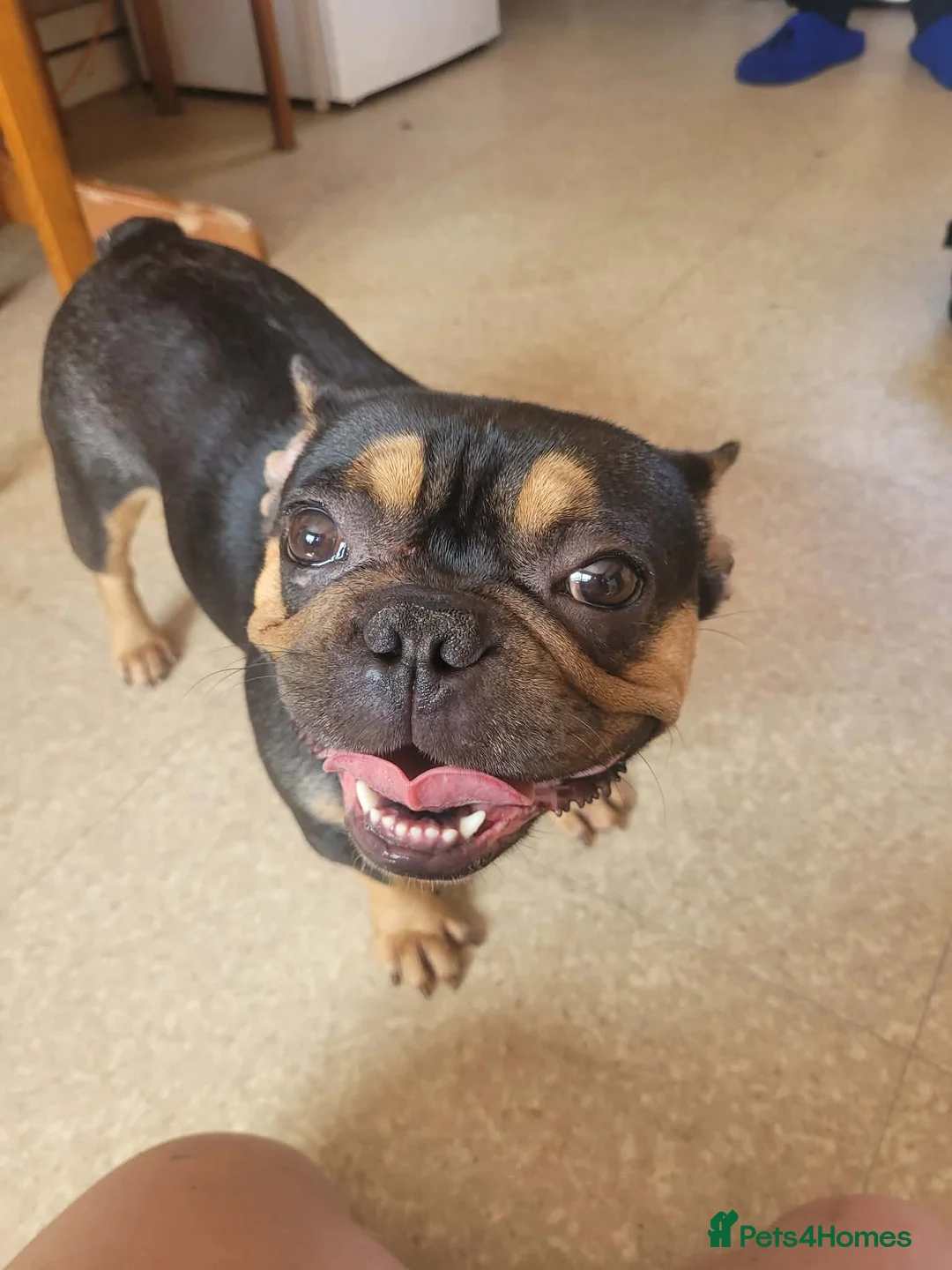 French Bulldog dogs for sale: Female French bulldog in Sheffield - Advert 1