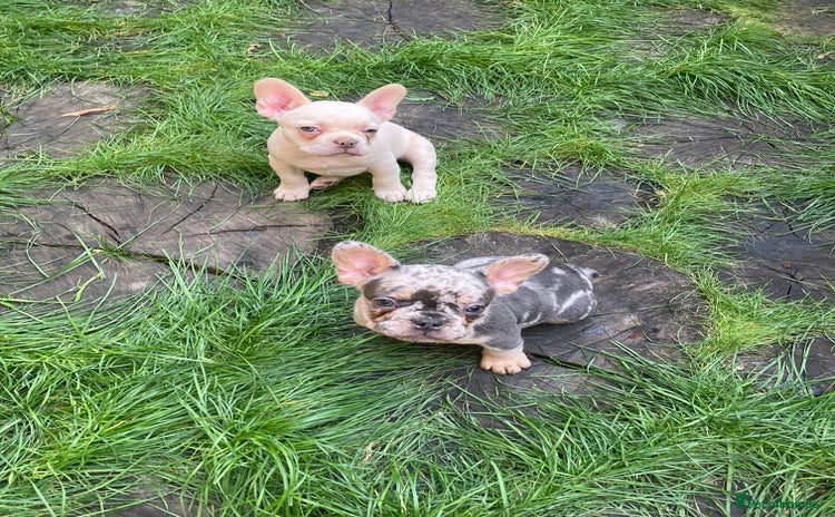 French Bulldog dogs - Advert 2