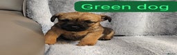 Border Terrier dogs for sale: Kc border terrier  - Advert 4
