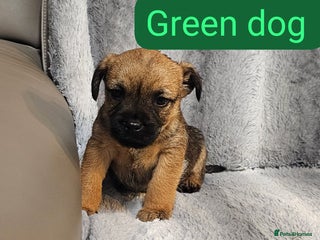 Border Terrier dogs Kc border terrier - Advert 6