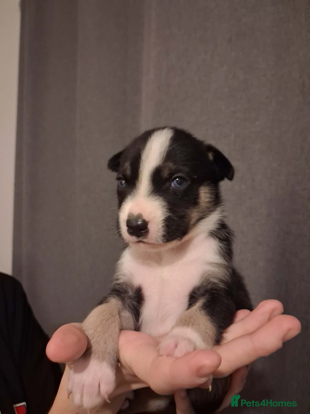 Mixed Breed dogs for sale: Agouti Husky Cross puppies  - Advert 21