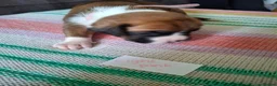 Boxer dogs for sale: Stunning Boxer Puppies in Cannock - Advert 12