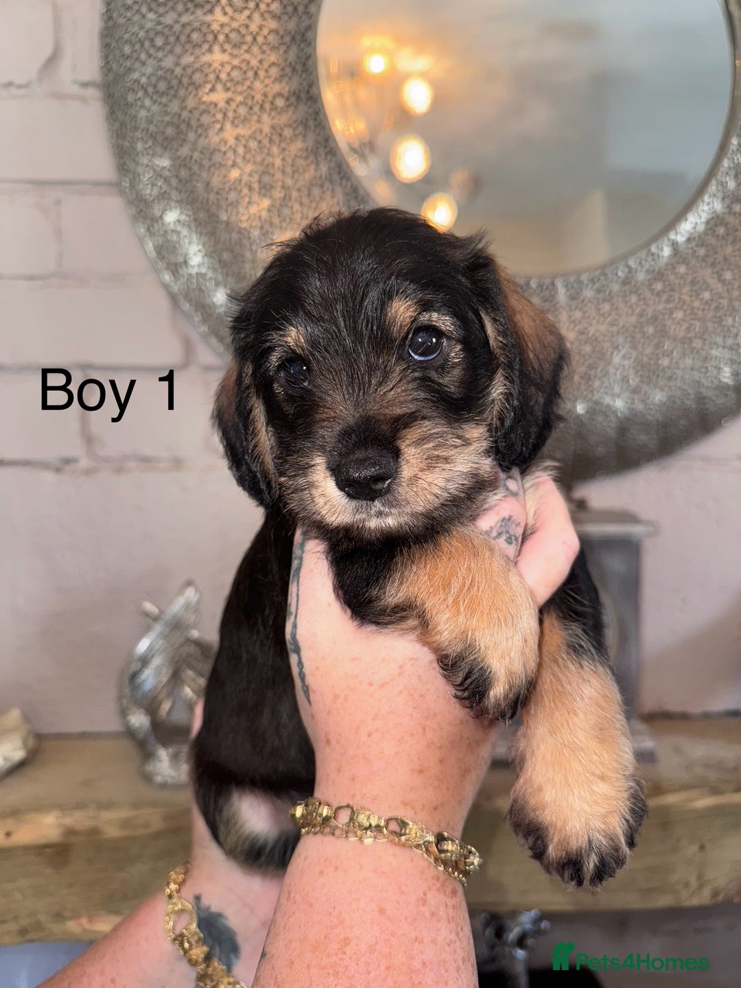 Mixed Breed dogs for sale: 🤎 Miniature Schnauzer X Cockapoo 🤎 - Image 21