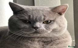 British Shorthair cats for stud: stud service only in Huddersfield - Image 2