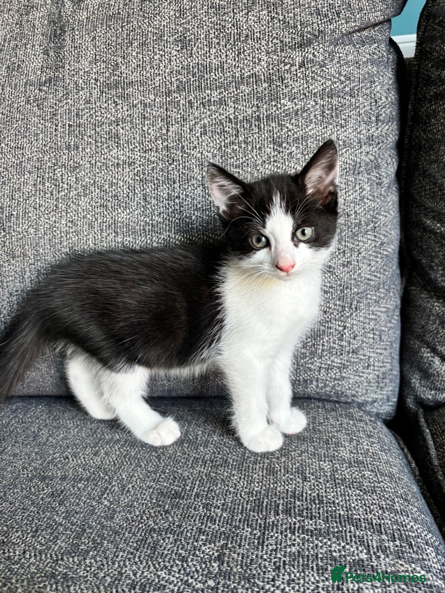 Mixed Breed cats Two kittens for sale, £150 each - Advert 3