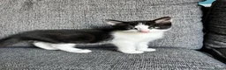 Mixed Breed cats for sale: Two kittens for sale, £150 each - Advert 1