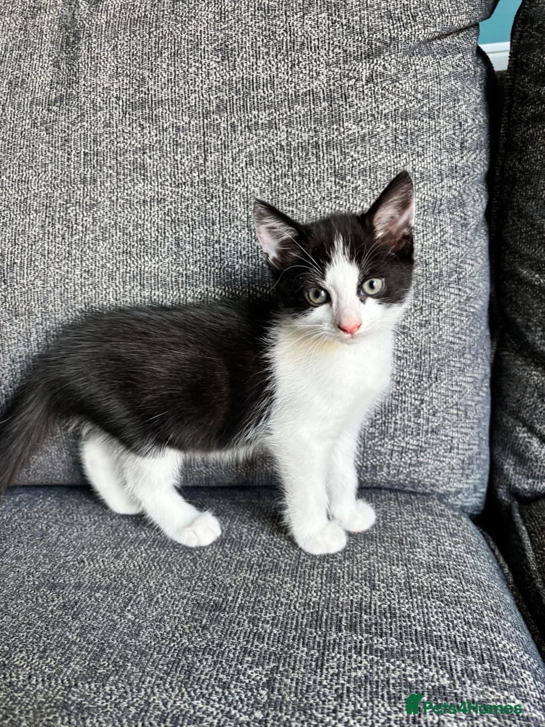 Mixed Breed cats for sale: Two kittens for sale, £150 each - Advert 1