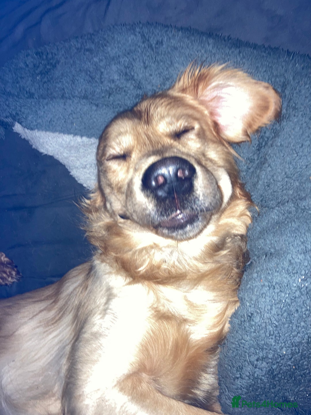 Mixed Breed dogs for sale: Beautiful chunky golden retriever x cockapoos  - Image 37