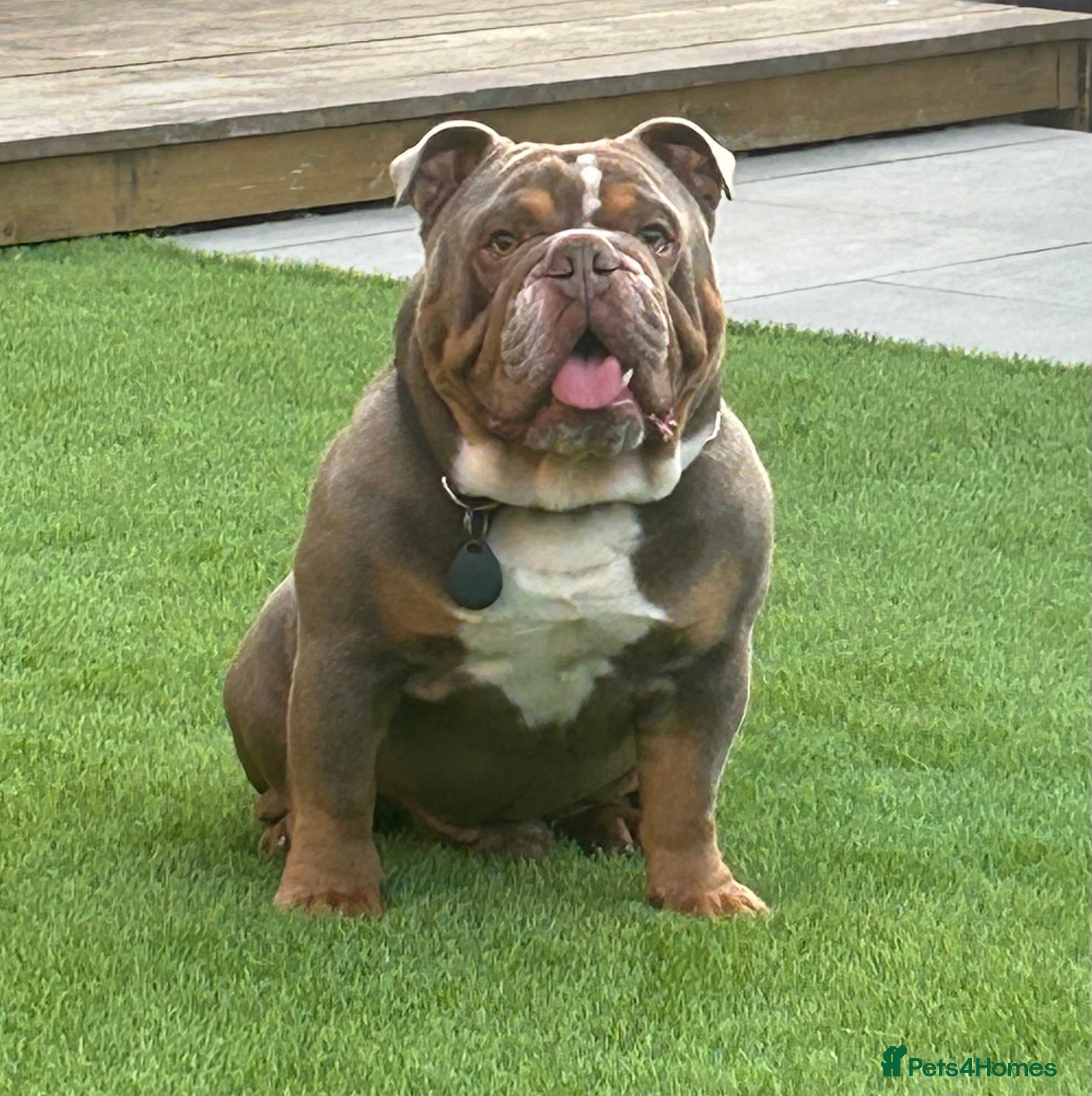 English Bulldog dogs FOR STUD - PROVEN - SON OF GOLDEN CHILD in Sheerness - Advert 4