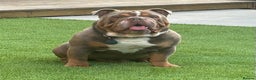 English Bulldog dogs for stud: FOR STUD - PROVEN - SON OF GOLDEN CHILD in Sheerness - Advert 1
