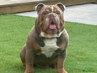 English Bulldog dogs FOR STUD - PROVEN - SON OF GOLDEN CHILD in Sheerness - Advert 20