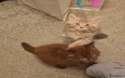 Maine Coon cats for sale: Maine Coon kittens - Image 17