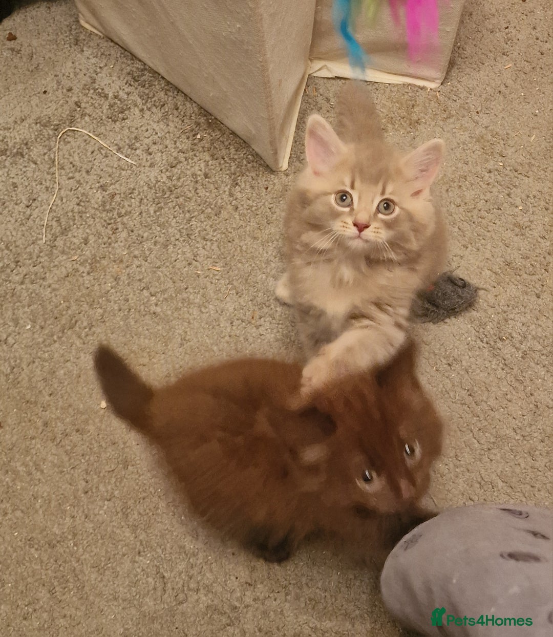 Maine Coon cats for sale: Maine Coon kittens - Image 17