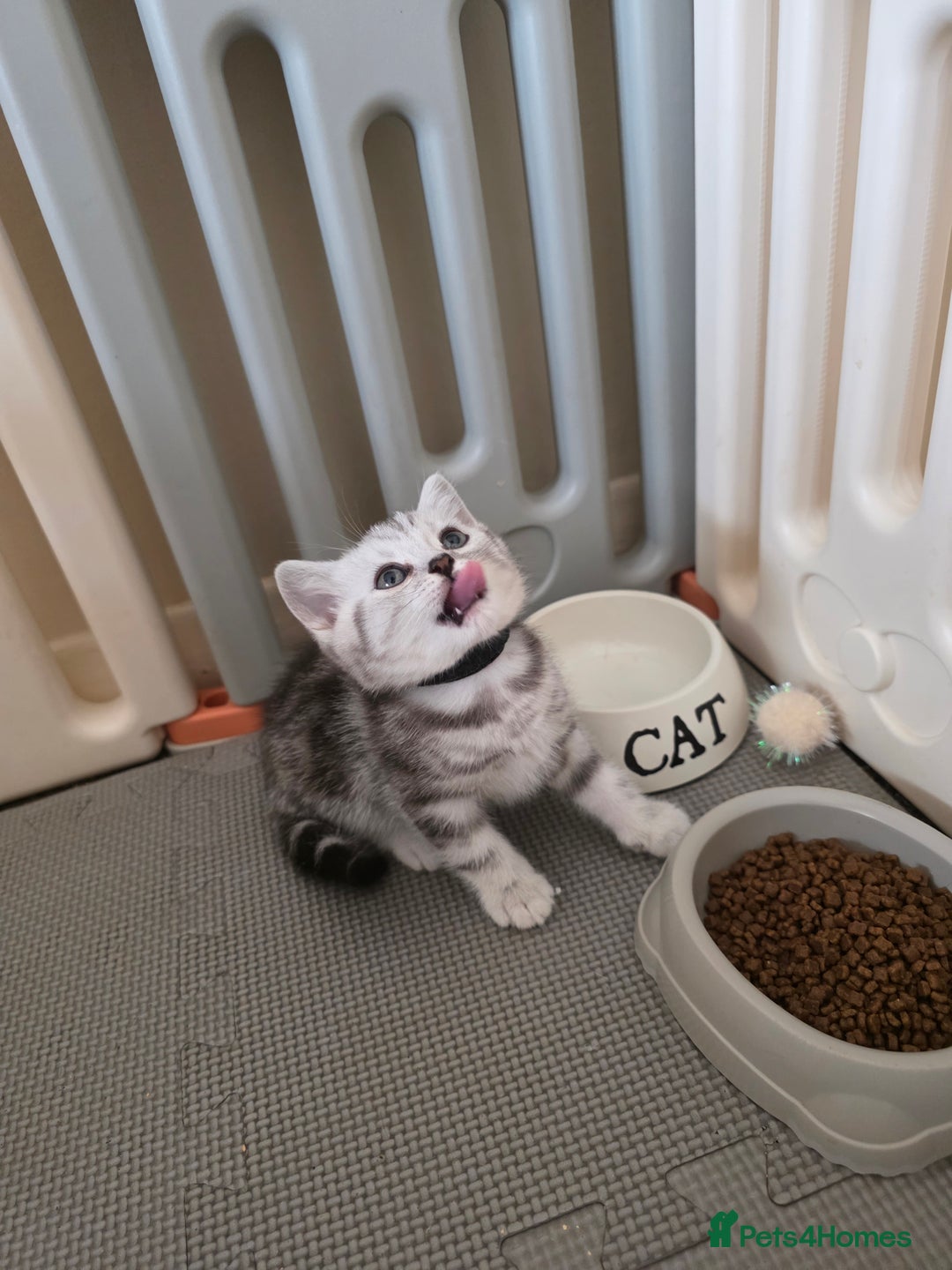 British Shorthair cats for sale: BSH Silver Tabby  - Image 3