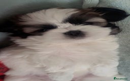 Shih Tzu dogs for sale: 5 beautiful puppies available  - Image 4