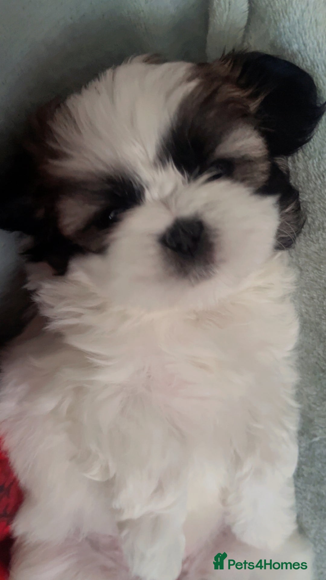 Shih Tzu dogs for sale: 5 beautiful puppies available  - Image 4