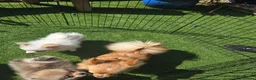 Pomeranian dogs for sale: Kate  in London - Advert 4