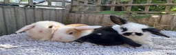 Mini Lop rabbits for sale: Stunning mini lops  - Advert 13