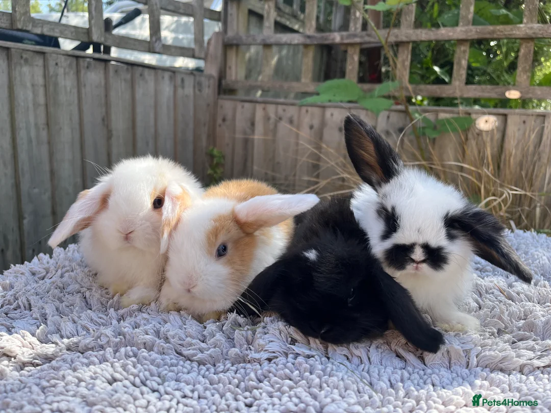 Mini Lop rabbits for sale: Stunning mini lops  - Advert 13