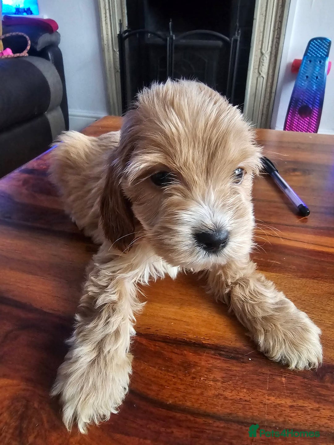 Mixed Breed dogs for sale: caverpoo cocker cross puppies 5 puppys - Advert 4