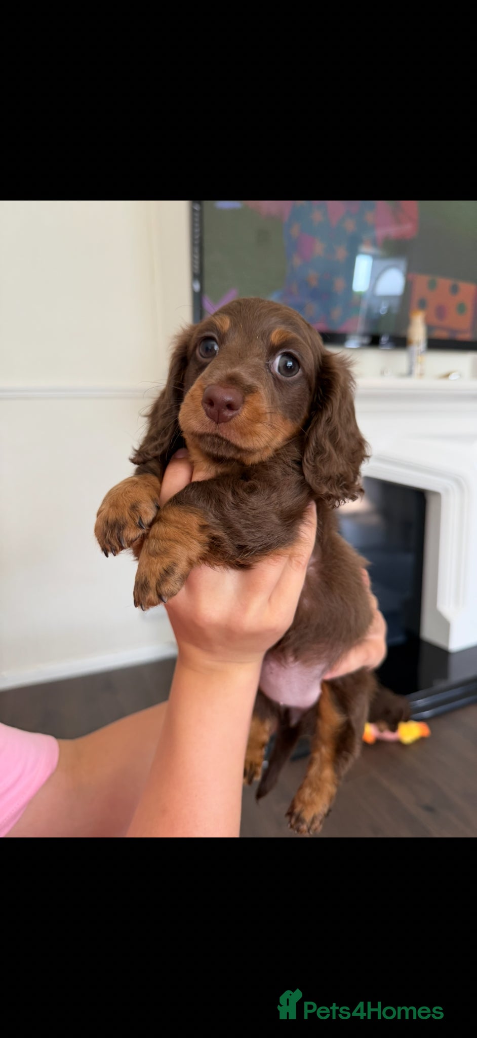 Dachshund dogs for sale: Miniature Dachshund Puppies  - Advert 5