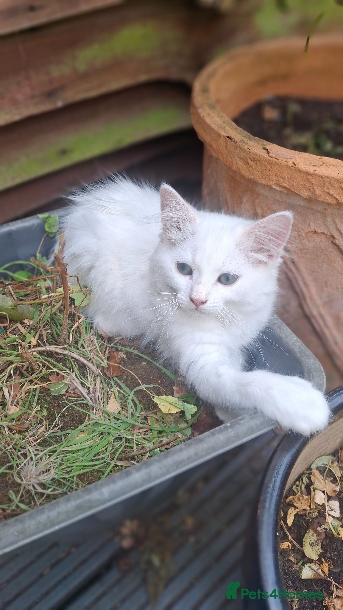 Mixed Breed cats Two little girls need a loving home.  - Advert 1