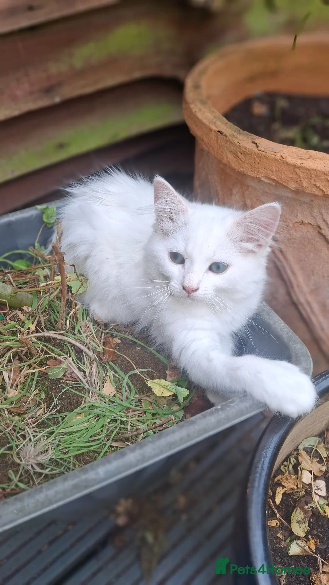 Mixed Breed cats for sale: Two little girls need a loving home.  in Feltham - Advert 1