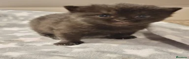 Domestic Shorthair Kitten 3