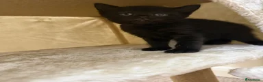 British Shorthair 3
