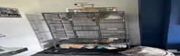 Conures birds for sale: Green cheek conure in Ferryhill - Advert 2